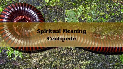 13 Spiritual Meanings of Seeing a Centipede .